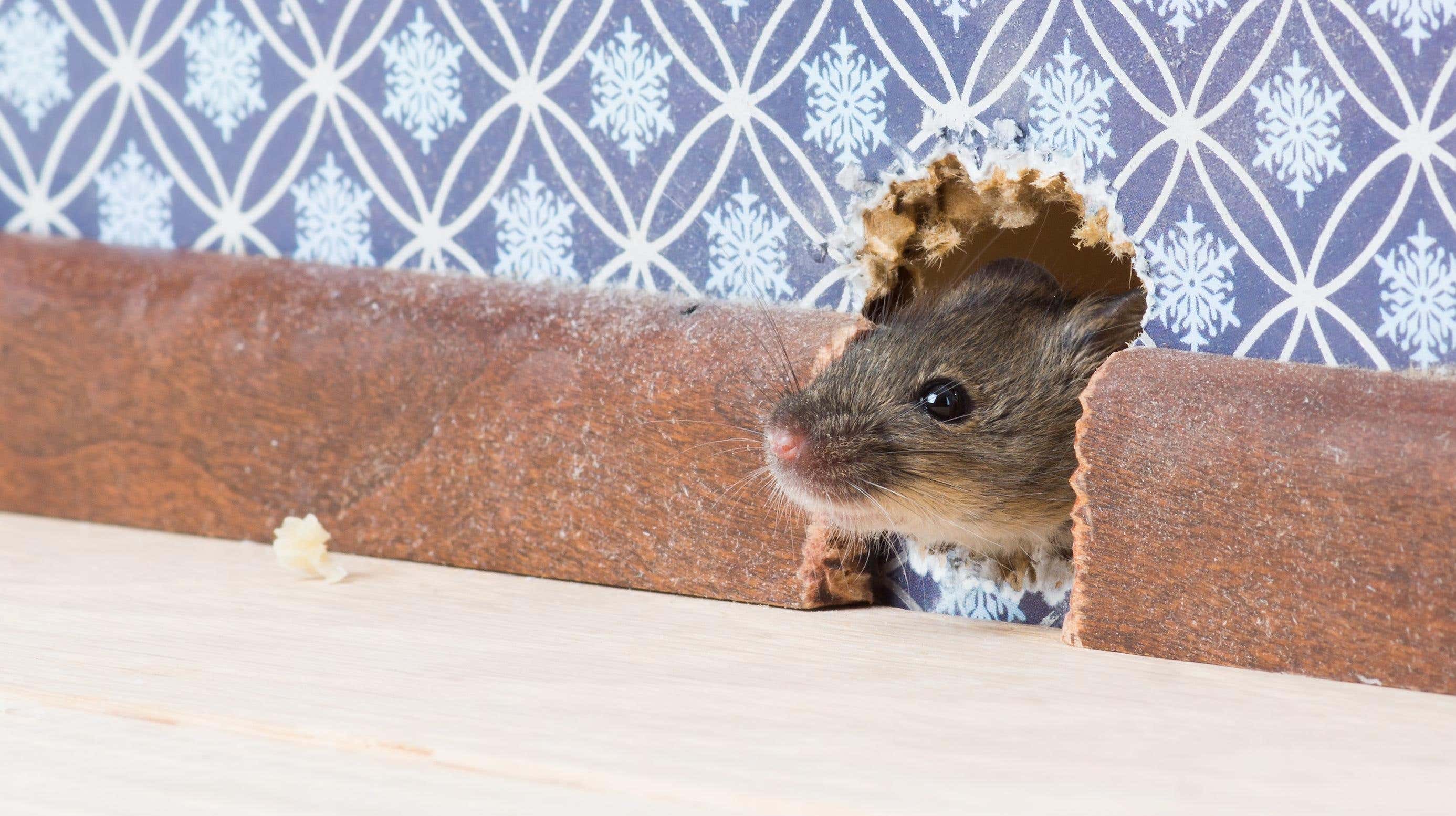 Image from article titled How to keep mice out of your house this winter